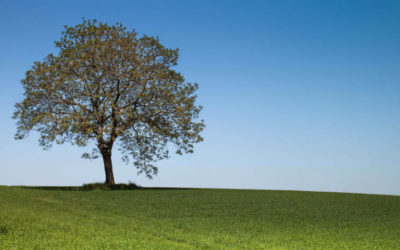 La pensée en arborescence du surdoué