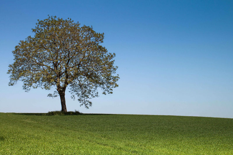 La pensée en arborescence du surdoué